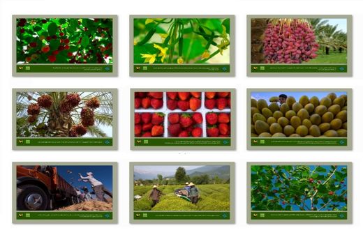 برگزاری نمایشگاه عکس «میوه ایرانی» در مترو 