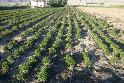 کشت پایلوت گیاهان دارویی در شهرستان کیار