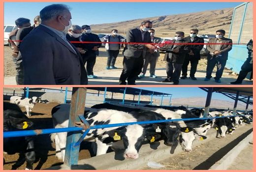 افتتاح یک واحد پرورش گاو شیری در فسا