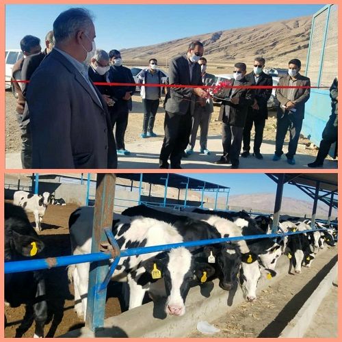 افتتاح یک واحد پرورش گاو شیری در فسا