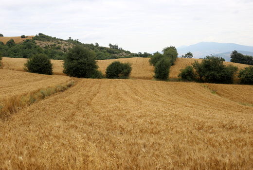 طرح جهش تولید در بیش از ۹۴ هزار هکتار از اراضی دیم سقز اجرا شد
