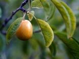  استان اصفهان قطبِ آلوی خورشتی