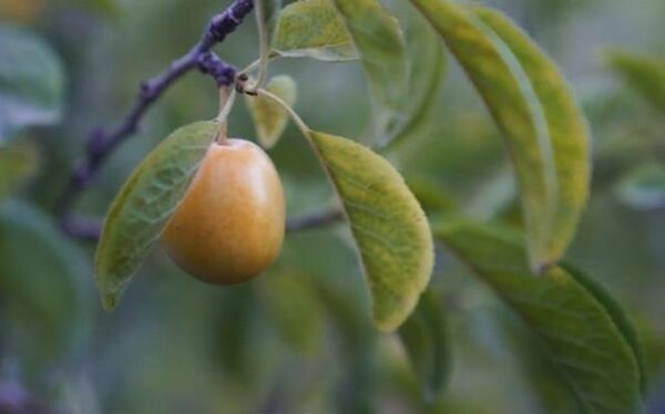  استان اصفهان قطبِ آلوی خورشتی