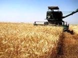 تولید ۲۰۵ هزار تن گندم در استان اصفهان
