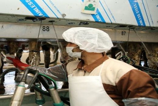 مشکل بازار شیر دامداران گرمه حل شد 