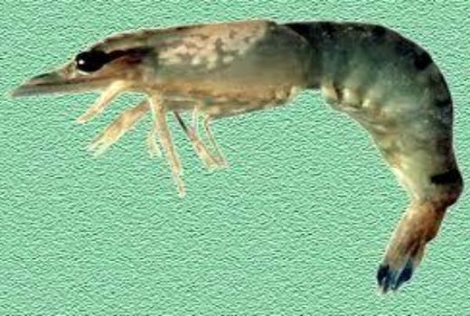 توصیه‌های شش گانه برای مهار بیماری لکه سفید میگو