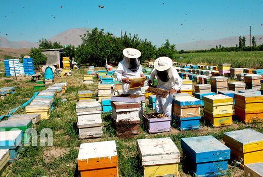 پیشنهاد بیمه تامین اجتماعی زنبورداران در انتظار تصویب در لایحه بودجه سال آینده