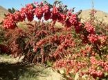 کاشت زرشک در نی‌ریز