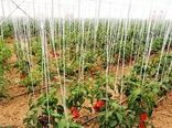 کارشناسان روسیه از گلخانه‌های دهاقان اصفهان دیدن می‌کنند