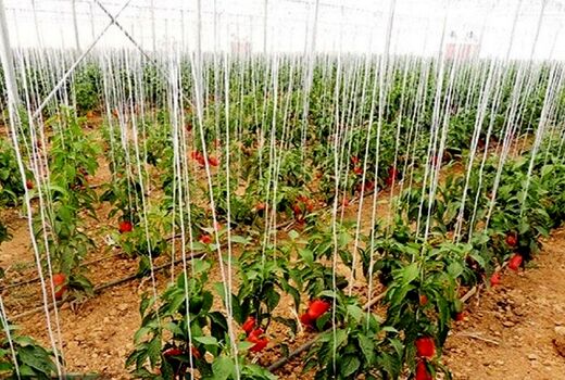 کارشناسان روسیه از گلخانه‌های دهاقان اصفهان دیدن می‌کنند