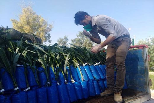 ضرورت توجه دولت و مجلس به طرح کاشت یک میلیارد درخت در برنامه هفتم توسعه