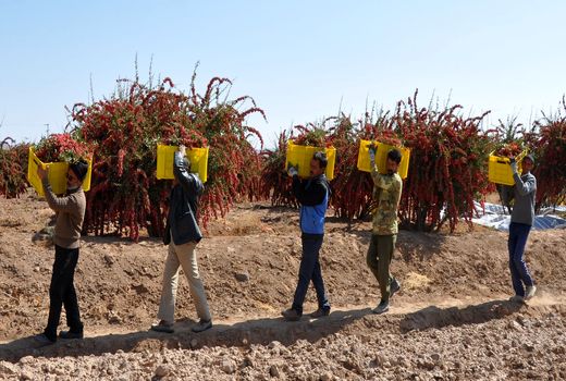 ۱۲ هزار و ۵۰۰ بهره‌بردار زرشک در قاین