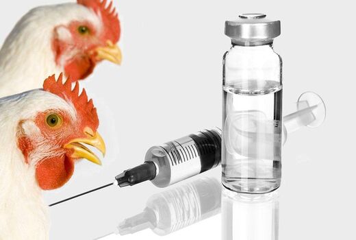 تولید 2 نوع واکسن آنفلوانزای فوق حاد پرندگان در سال جاری