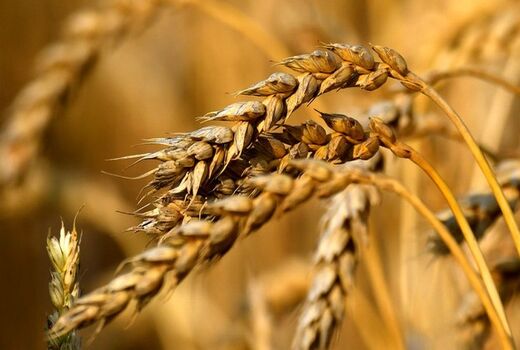 20 هزار تن بذر اصلاح شده گندم در اختیار کشاورزان قرار گرفت