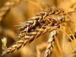20 هزار تن بذر اصلاح شده گندم در اختیار کشاورزان قرار گرفت