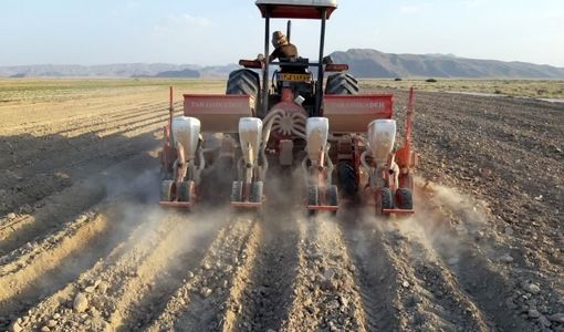 کشت طلای سفید در ۴هزار هکتار از مزارع زرین دشت  