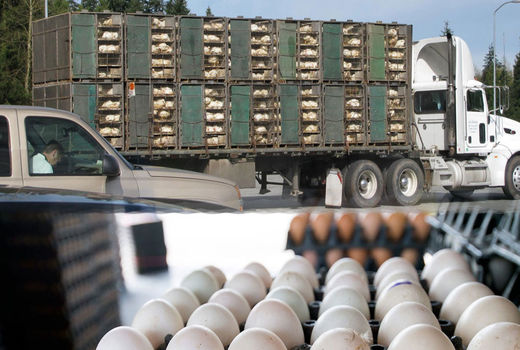 کشف و ضبط یک و نیم تن تخم مرغ فاقد هویت بهداشتی در اهواز