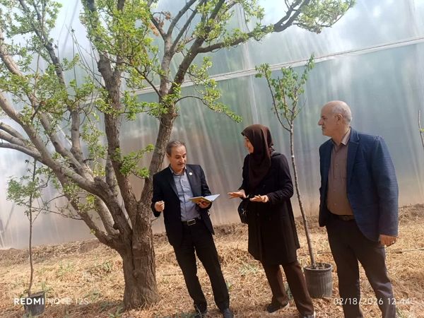 قزوین پیشتاز تولید میوه خارج فصل؛ بازدید رئیس موسسه تحقیقات باغبانی از گلخانه مدرن