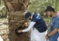 آزمایش روش تزریق برای درمان درختان آلوده به سرخرطومی حنایی خرما / تشخیص زودهنگام با سنجش از راه دور تا یک سال آینده