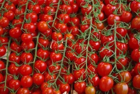 تولید بیش از 6 هزار تن گوجه فرنگی در رستم