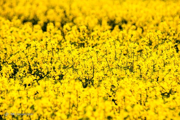 کلزا؛ دانهای کوچک با نقشی بزرگ در امنیت غذایی