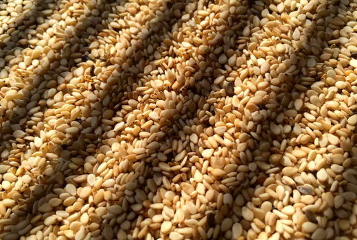 آغاز کاشت هزار هکتاری کنجد در اراضی کازرون