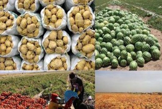 ۵۹ درصد از کل صادرات کردستان محصولات کشاورزی بوده است