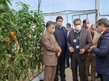 بهره‌برداری از 4 واحد گلخانه ای در شهرستان مانه و سملقان 