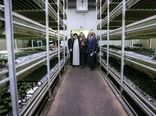 رییس جمهور از واحد پرورش قارچ در سروآباد بازدید کرد