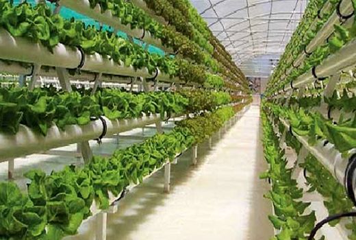 کنترل بیولوژیک آفات محصولات گلخانه‌ای