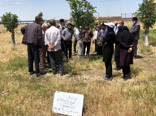 برگزاری کارگاه آموزشی تعویض تاج درختان گردو در شهرستان بناب