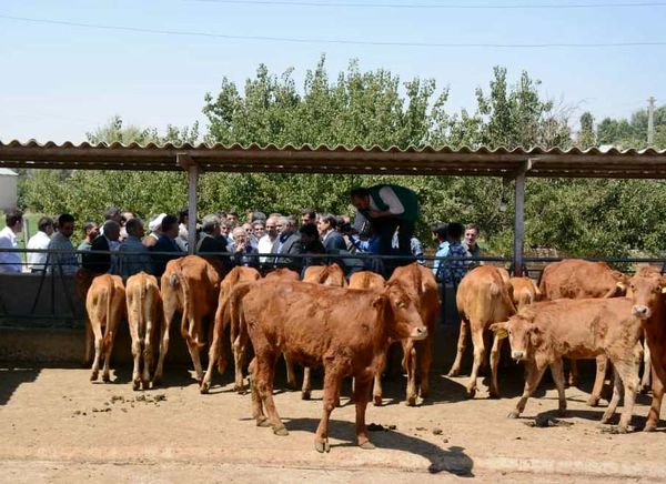 وزیر جهاد کشاورزی از مرکز پشتیبانی و مطالعات گاو بومی سراب بازدید کرد