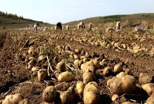 نبود سردخانه مشکل مهم سیب‌زمینی‌کاران غرب اصفهان