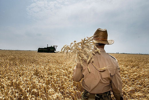 افزایش 130 درصدی خرید گندم در مناطق روستایی چهارمحال و بختیاری