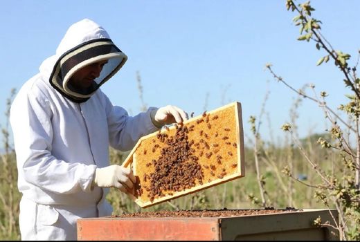 آذربایجان شرقی با تولید ۱۸ هزار تن عسل، رکوردار کشور شد