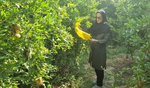 اجرای سایت پیش‌آگاهی مگس‌های میوه مدیترانه‌ای و انبه در شهرستان کازرون