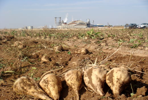 برداشت ۲۸ هزار تن چغندرقند در استان قزوین 