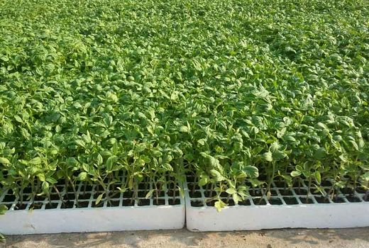 آغاز کشت گوجه فرنگی در مزارع استان بوشهر