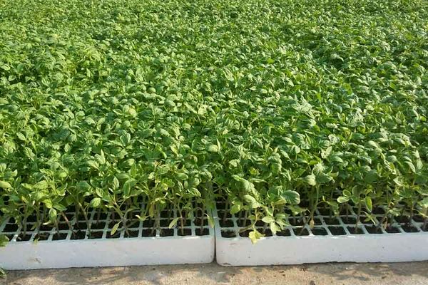 آغاز کشت گوجه فرنگی در مزارع استان بوشهر