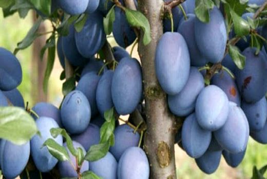 پیش‌بینی برداشت ۵۰ تن آلوبخارا از باغات زیرکوه