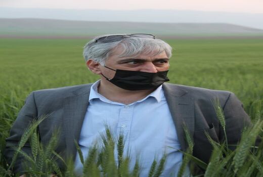 وضعیت تولید گندم کشور امسال مطلوب است