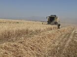 برداشت بیش از ۴۰ درصد گندم آبیک؛ ۲۰ هزار تن محصول تحویل مراکز خرید تضمینی شد