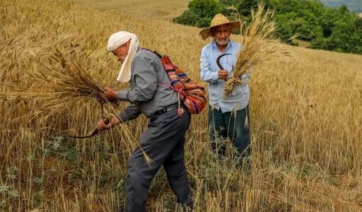 دانش بومی کشاورزان وارد چرخه پژوهش می‌شود/ ثبت تجربیات نسل‌های قدیم آغاز شد