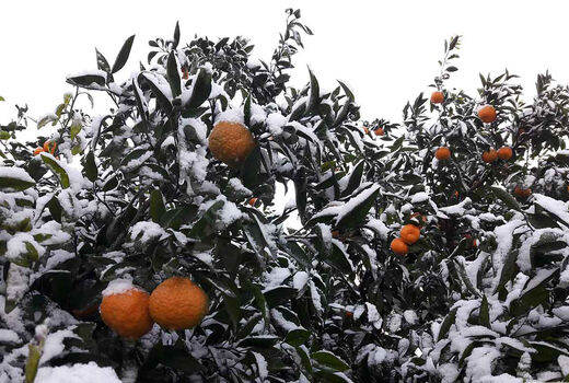 احتمال طغیان آفات محصولات باغی 