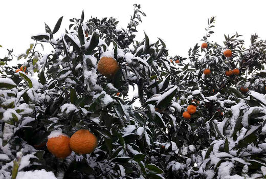 اصول پیشگیری از خسارت‌زایی مخاطرات سرمازدگی، یخ‌زدگی و برف در بخش کشاورزی 