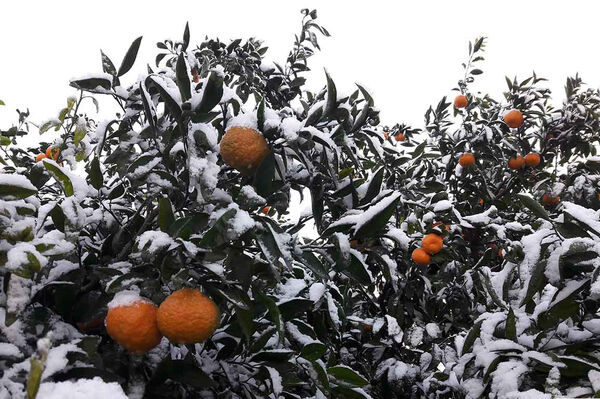 اصول پیشگیری از خسارت‌زایی مخاطرات سرمازدگی، یخ‌زدگی و برف در بخش کشاورزی 
