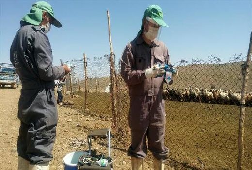 واکسینه شدن بیش از ۳۵ هزار راس دام سبک در شهرضا