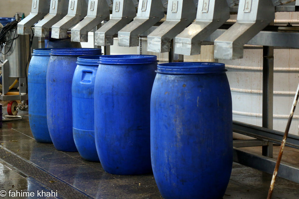 از لمس شاخه تا عصاره ی نور  