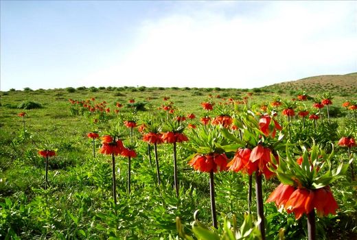 لاله‌های واژگون - دامنه زاگرس