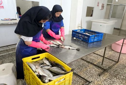 یک واحد فرآوری و بسته بندی آبزیان در بیضا به بهره برداری رسید